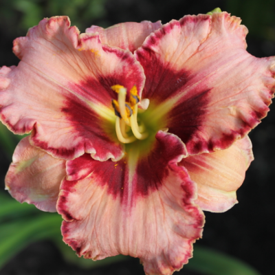 Лилейник Лайз энд Липстик фото