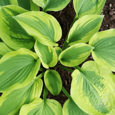 Хоста Мун Сплит Хоста Мун Сплит фото