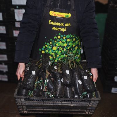 Роза Чикаго Пис Роза Чикаго Пис фото