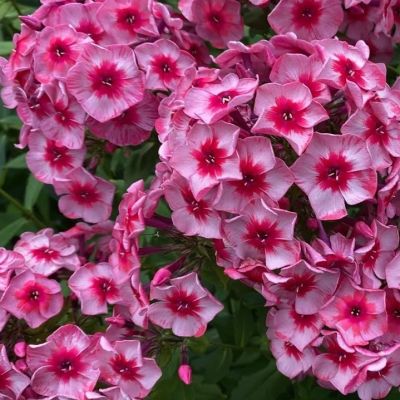 Флокс метельчатый Старс энд Страйпс - Dolina-Sad.Ru