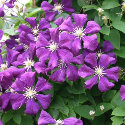 Клематис Этуаль Виолет фото