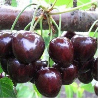 Черешня Мускатная Черешня Мускатная фото