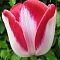 Тюльпан Дримшип Тюльпан Дримшип фото