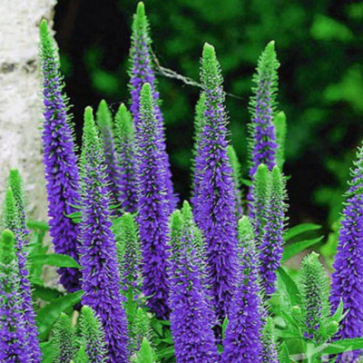 Вероника колосистая Устер Дварф Блю фото