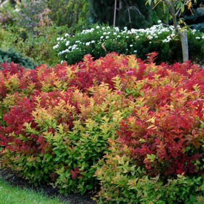 Спирея японская Макрофилла Спирея японская Макрофилла - Dolina-Sad.Ru