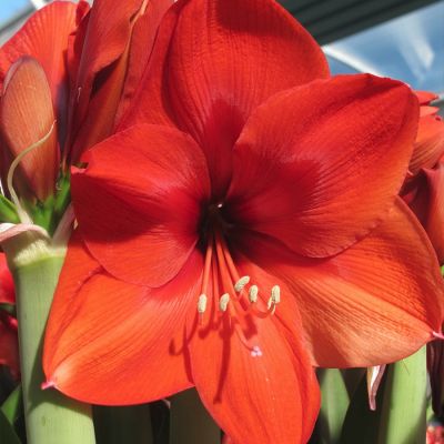 Амариллис Наранья - Dolina-Sad.Ru