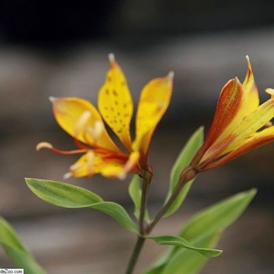 Альстромерия Глори оф зе Андес - Dolina-Sad.Ru