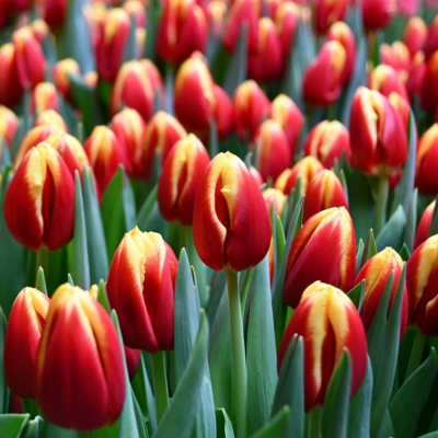 Тюльпан Доу Джонс Тюльпан Доу Джонс - Dolina-Sad.Ru