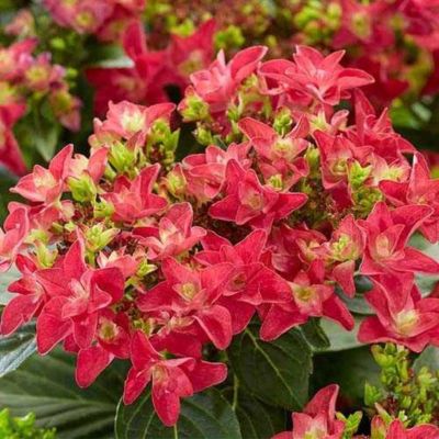 Гортензия крупнолистная Фрисби Хот Пинк Гортензия крупнолистная Фрисби Хот Пинк - Dolina-Sad.Ru