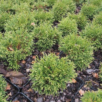 Туя западная Грин Бабл Туя западная Грин Бабл - Dolina-Sad.Ru