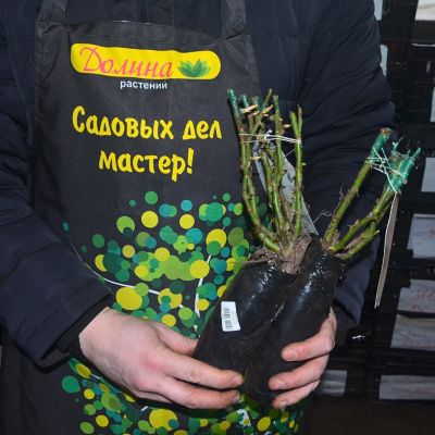 Роза Помпонелла Роза Помпонелла фото