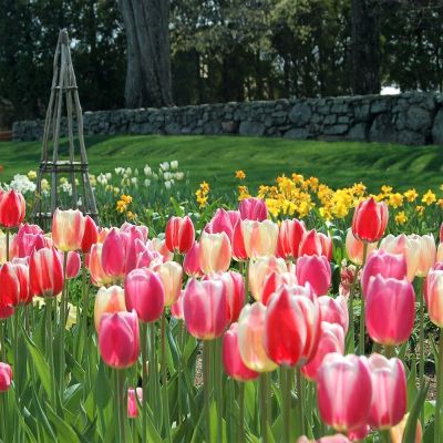 Тюльпан Спринг Сюрпрайс Тюльпан Спринг Сюрпрайс фото