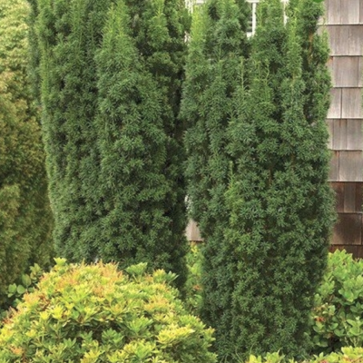 Тисс средний Хикси Тисс средний Хикси фото