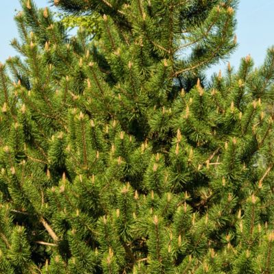 Сосна горная крючковатая, С3 - Dolina-Sad.Ru