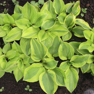 Хоста Мун Сплит Хоста Мун Сплит фото