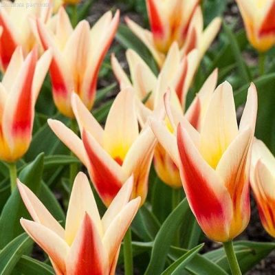 Тюльпан Хертс Делайт Тюльпан Хертс Делайт фото