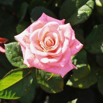 Роза Пикуба в горшке Роза Пикуба в горшке - Dolina-Sad.Ru