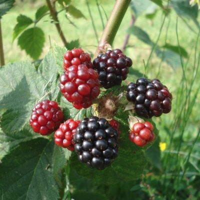Ежевика Гималаи Ежевика Гималаи - Dolina-Sad.Ru