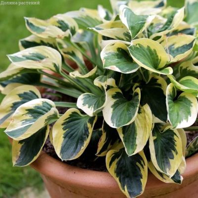 Хоста Брим кап Хоста Брим кап фото