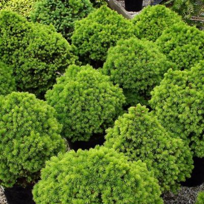 Ель Канадская Альберта Глобе, С3 - Dolina-Sad.Ru