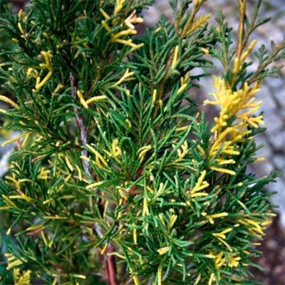 Можжевельник китайский Плюмоза Ауреовариегата Можжевельник китайский Плюмоза Ауреовариегата - Dolina-Sad.Ru