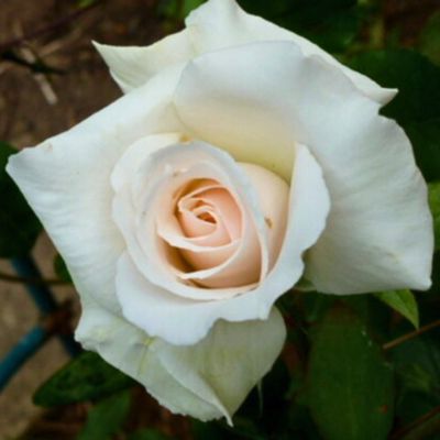 Роза Нифетос Роза Нифетос - Dolina-Sad.Ru