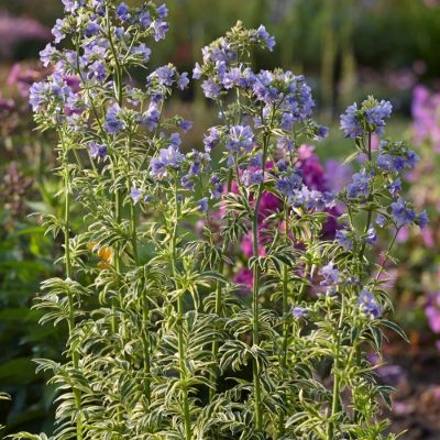 Синюха голубая Бриз Данжоу - Dolina-Sad.Ru