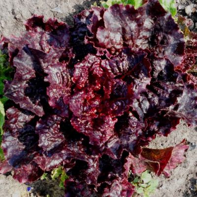 Салат Барбадос Красный Н9 фото