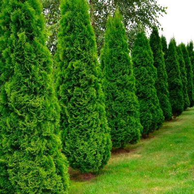 Туя западная Спиралис Туя западная Спиралис - Dolina-Sad.Ru