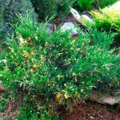 Можжевельник китайский Плюмоза Ауреовариегата Можжевельник китайский Плюмоза Ауреовариегата - Dolina-Sad.Ru
