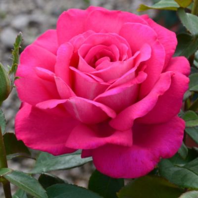 Роза Веласкес Роза Веласкес - Dolina-Sad.Ru