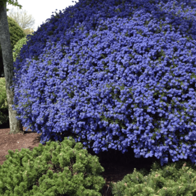 Цеанотус Блю Сапфир фото