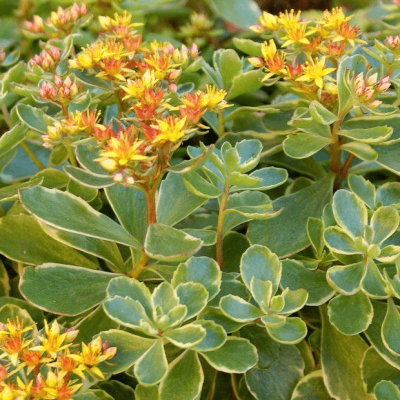 Седум камчатский Вариегатум Седум камчатский Вариегатум фото