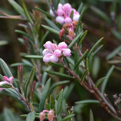 Андромеда многолистная Блю Айс - Dolina-Sad.Ru
