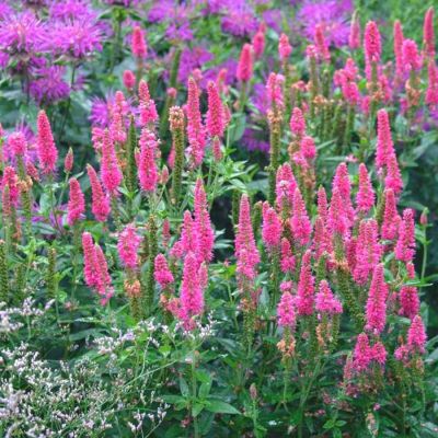 Вероника колосковая Ротфухс Вероника колосковая Ротфухс - Dolina-Sad.Ru