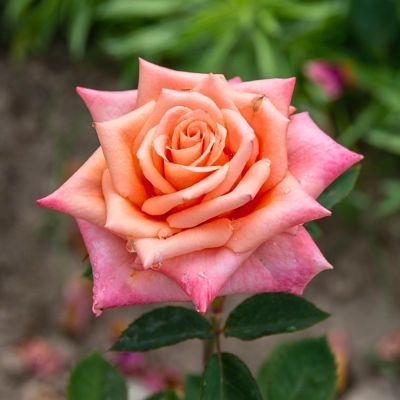 Роза Седукцион Роза Седукцион - Dolina-Sad.Ru