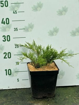 Можжевельник средний Олд Голд, С3 - Dolina-Sad.Ru