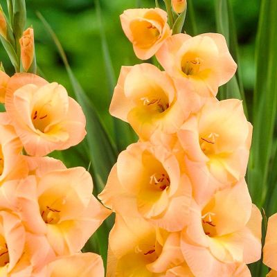 Гладиолус Эста Бонита - Dolina-Sad.Ru