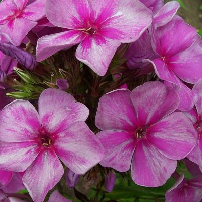 Флокс Паникулата Смоки Флокс Паникулата Смоки фото