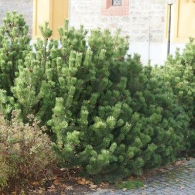 Сосна Горная, С3 Сосна Горная, С3 - Dolina-Sad.Ru