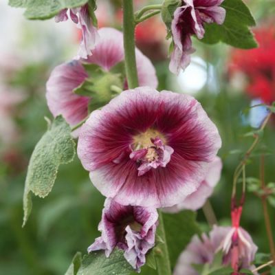 Шток-роза Крем де Кассис Шток-роза Крем де Кассис - Dolina-Sad.Ru