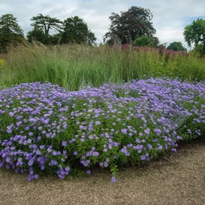 Астра кустарниковая Миднайт Скай Астра кустарниковая Миднайт Скай - Dolina-Sad.Ru