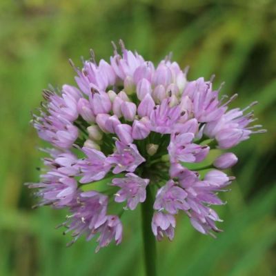 Аллиум сизый Саммер Бьюти - Dolina-Sad.Ru