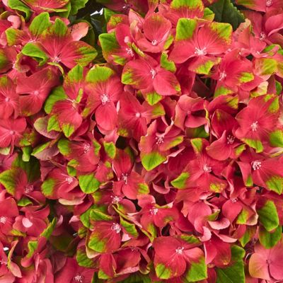 Гортензия крупнолистная Глосси Липс Гортензия крупнолистная Глосси Липс - Dolina-Sad.Ru