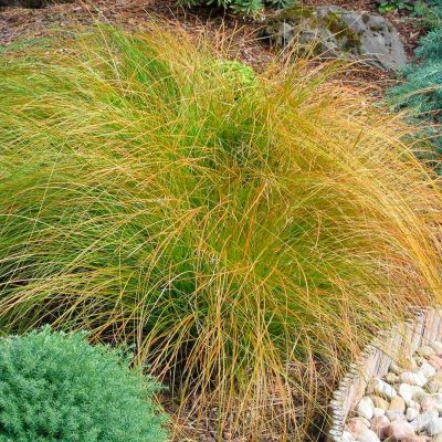 Осока кирпичная Прейри Фаер Осока кирпичная Прейри Фаер - Dolina-Sad.Ru