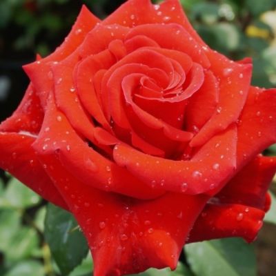 Роза Валентина Роза Валентина - Dolina-Sad.Ru