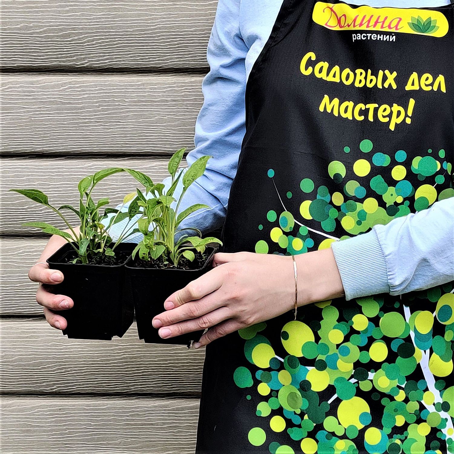 Эхинацея пурпурная Блейз Голден Еллоу Эхинацея пурпурная Блейз Голден Еллоу фото