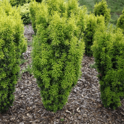 Тис средний грин рокет Тис средний грин рокет фото