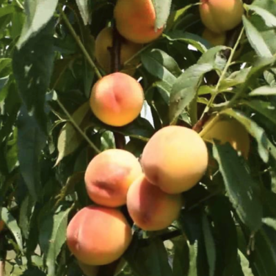 Персик Харроу Даймонд - Dolina-Sad.Ru