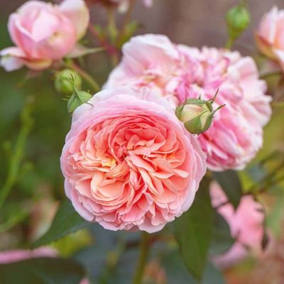 Роза Элеганс - Dolina-Sad.Ru